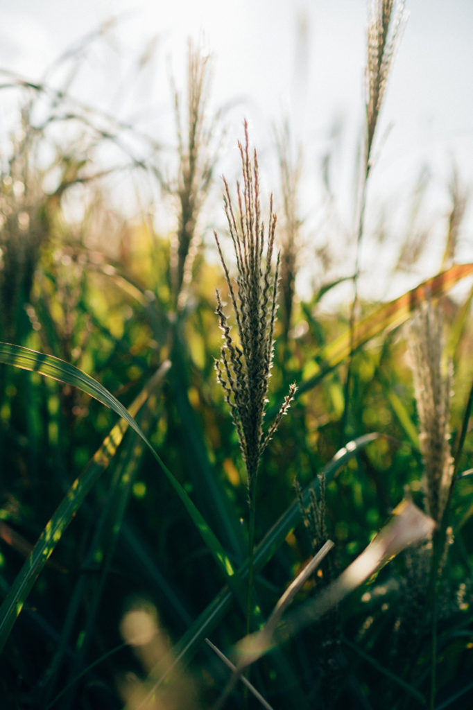 photographe de mariage