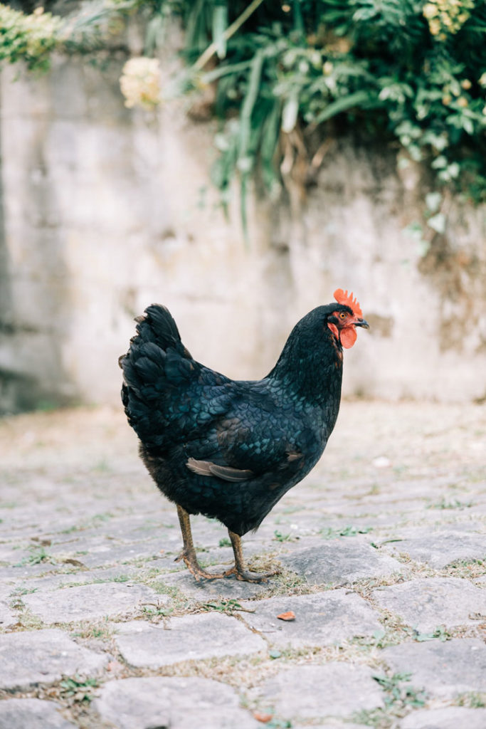 domaine de verderonne mariage photographe