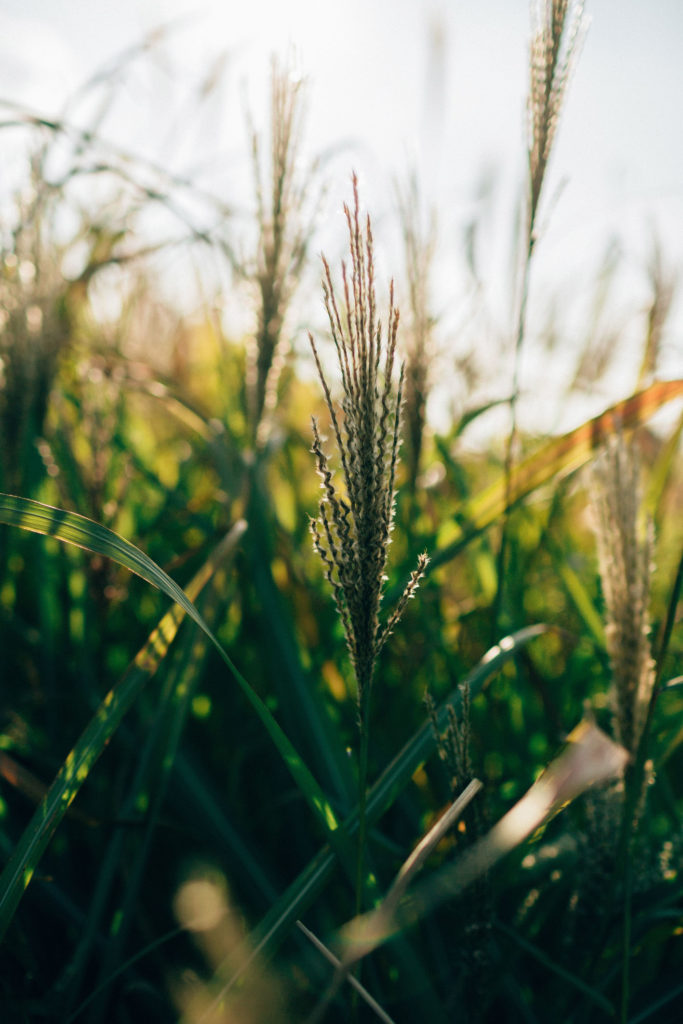 les bonnes joies, photos de mariage par Pierre Atelier
